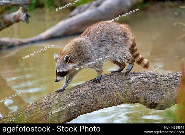 Raccoon (Procyon lotor) runinng on tree