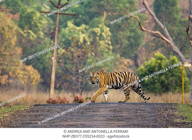 Indian tiger Panthera tigris, Tadoba-Andhari National Park, Chandrapur, Maharashtra, India