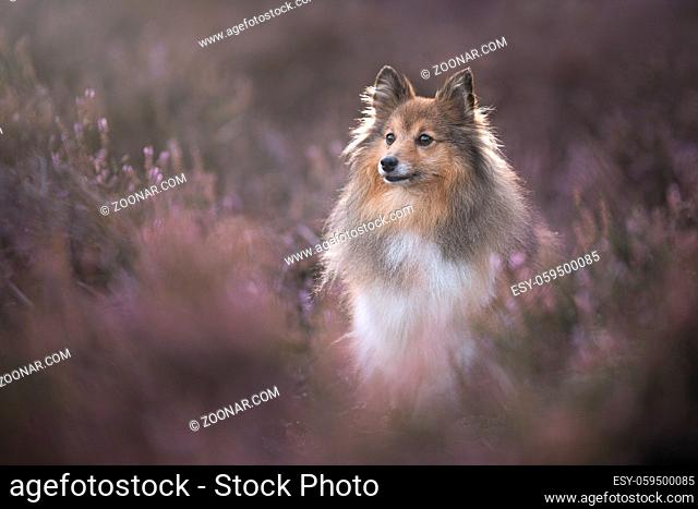 Cute shetland sheepdog sitting between blooming heather looking away