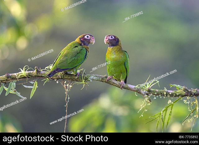 Brown-hooded parrots (Pyrilia haematotis), Laguna del Lagarto Eco-Lodge, San Carlos, Alajuela Province, Costa Rica, Central America