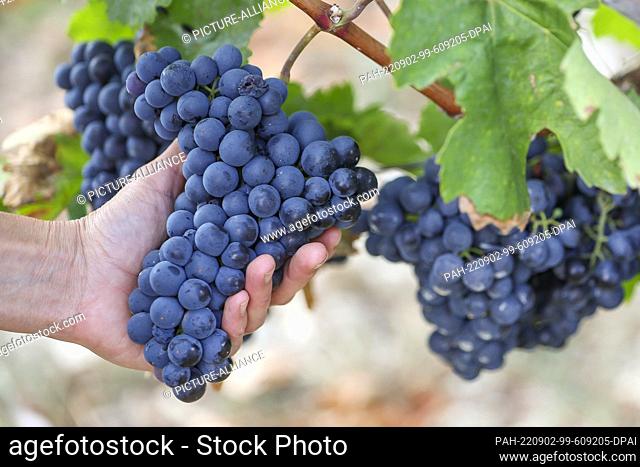 02 September 2022, Saxony-Anhalt, Freyburg: Main vineyard guard Franziska Zobel inspects grapes of the Portugieser variety on the Ehrauberge vineyard
