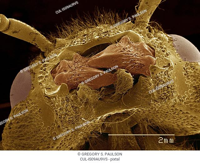 Coloured SEM of mouthparts of Horntail (Tremex sp., Siricidae)