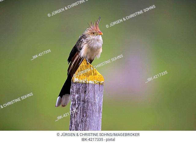 Guira cuckoo (Guira Guira), adult on the lookout, Pantanal, Mato Grosso, Brazil