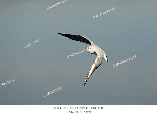 Flying Black-headed Gull (Larus ridibundus)