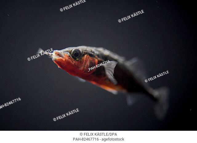 A young stickleback at the fishery research centre in Langenargen, Germany, 5 July 2016. PHOTO: FELIX KAESTLE/dpa | usage worldwide