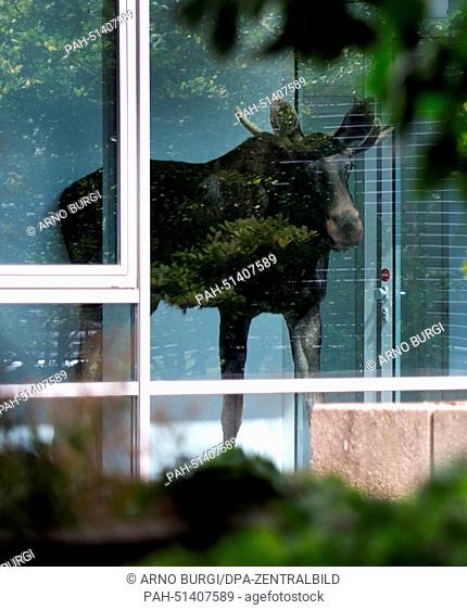 A young bull elk stands behind a window in an administration building of Siemens in Dresden, Germany, 25 August 2014. The two to three year old animal had...