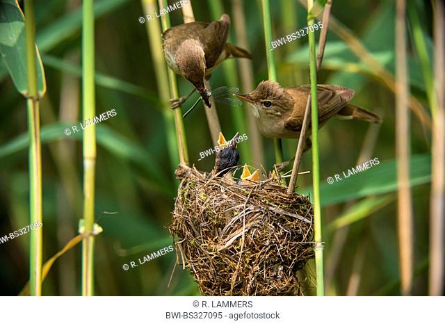 reed warbler (Acrocephalus scirpaceus), pair feeding their chicks in the nest, Germany, North Rhine-Westphalia