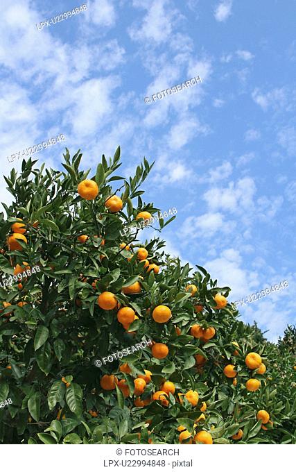 Yawatahama mandarin orange