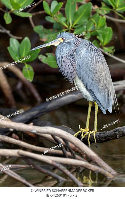 Tricolored heron (Egretta tricolor) by the water, Ding Darling National Wildlife Refuge, Sanibel Iceland, Florida, USA