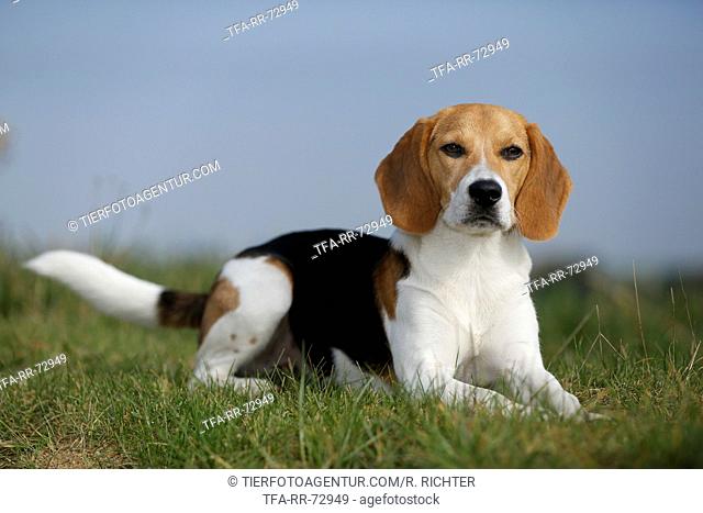 lying young Beagle