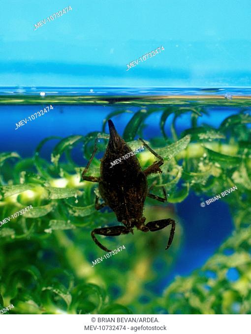 Water scorpion waits amongst water weed for prey to come within range (Nepa cinerea)