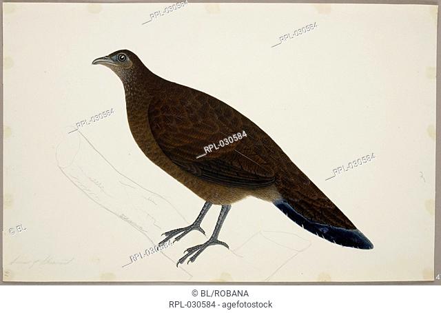 Female Bronze-Tailed Peacock Pheasant 'Polyplectron Chalcurum'. From an album of 51 drawings of birds and mammals made at Bencoolen, Sumatra