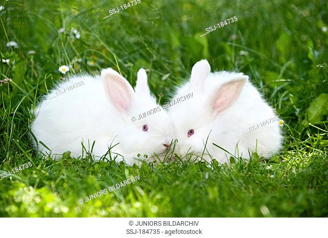 White Angora Rabbit. Two young (8 weeks old), nose-to-nose on a meadow