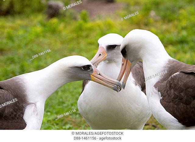 Laysan Albatross (Phoebastria immutabilis), Eastern Island, Midway Atoll National Wildlife Refuge, Hawaii, USA