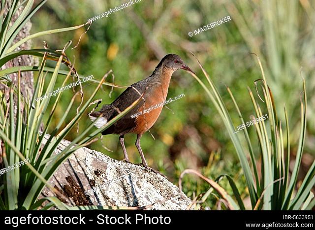 Rouget's rouget's rail (Rougetius rougetii) adult, standing on rock, Bale Mountains N.P., Oromia Region, Ethiopia, Africa