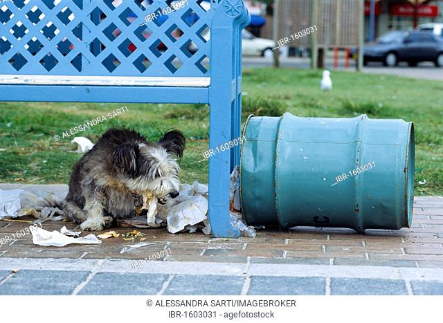 Dog eating leftover food from a garbage, Sydney, New South Wales, Australia