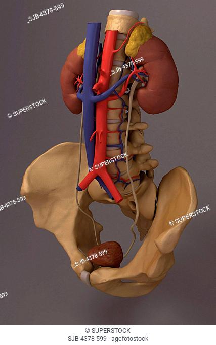 Front view of the renal system and it's blood supply. The vertebral column and pelvis is also included