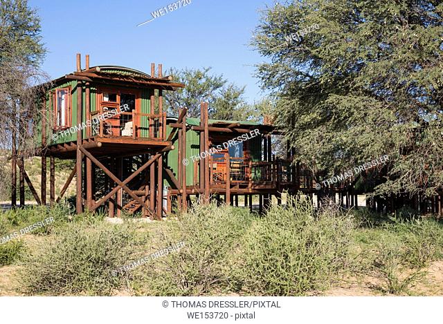 The Urikaarus Wilderness Camp with its cabins built on stilts is situated at the bank of the dry Auob riverbed. The tress are Camelthorn trees (Acacia erioloba)