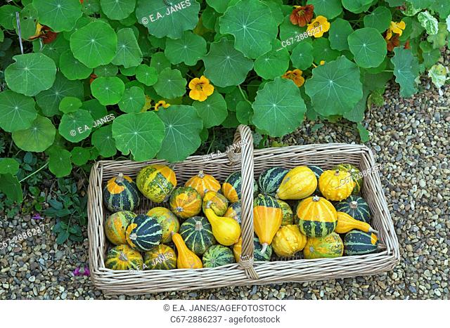 Mixed squashes on display ripe fruit in Autumn