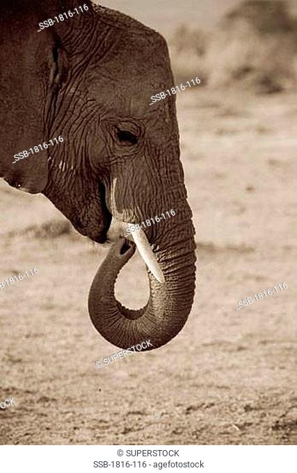 African Elephant Loxodonta africana feeds in Amboseli, Kenya