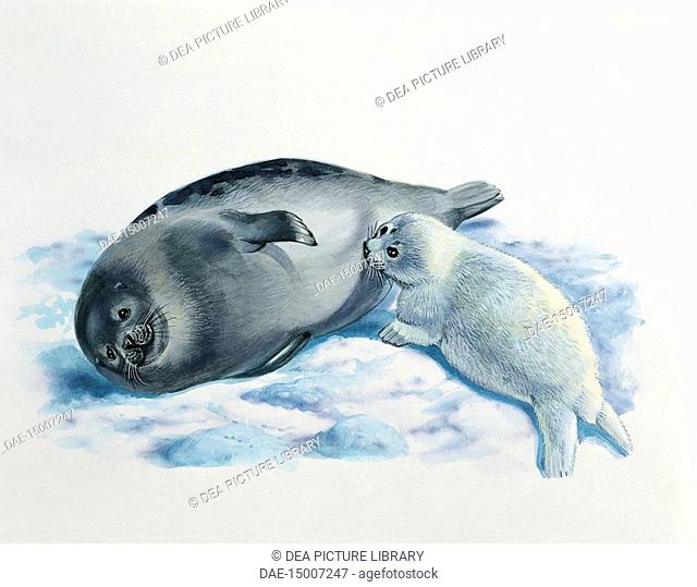 Zoology: Mammals - Pinnipeda - Female Harp Seal (Phoca groenlandica) with cub. Art work