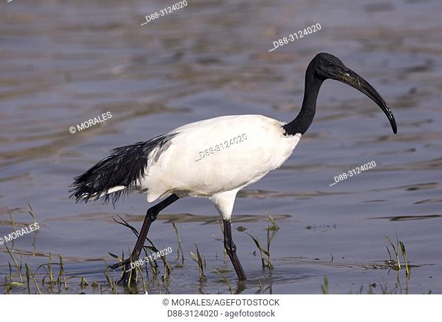 Africa, Ethiopia, Rift Valley, Ziway lake, African sacred ibis (Threskiornis aethiopicus), on the ground