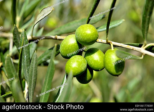 Olives on branch