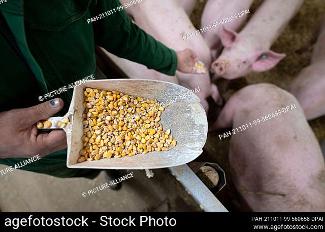 11 October 2021, Baden-Wuerttemberg, Böhmenkirch: Farmer Martin Kaiser spreads grain maize in the pen of an animal welfare pig house