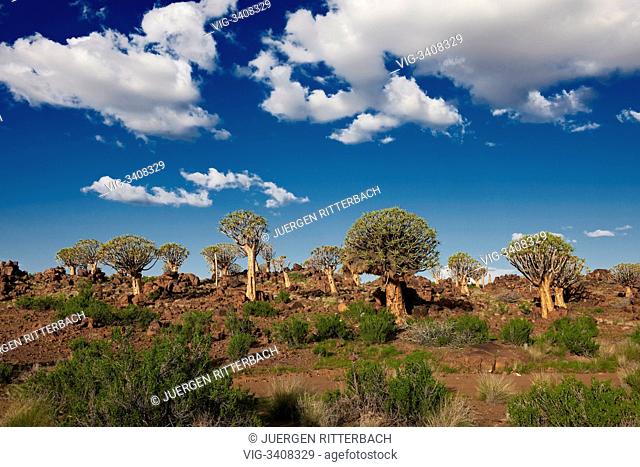 Quiver tree forest, Aloe dichotoma, Farm Garas, Mesosaurus Fossil Site, Keetmanshoop, Namibia, Africa - Keetmanshoop, Namibia, 16/02/2011