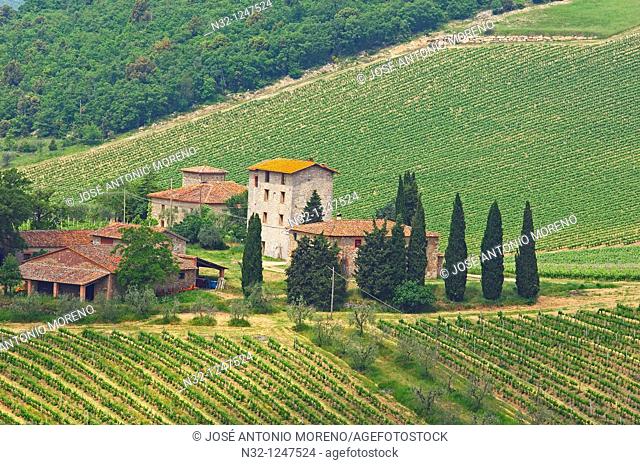 Chianti, Ricasoli Vineyards, Castello di Brolio, Brolio Castle, Siena Province, Tuscany, Italy