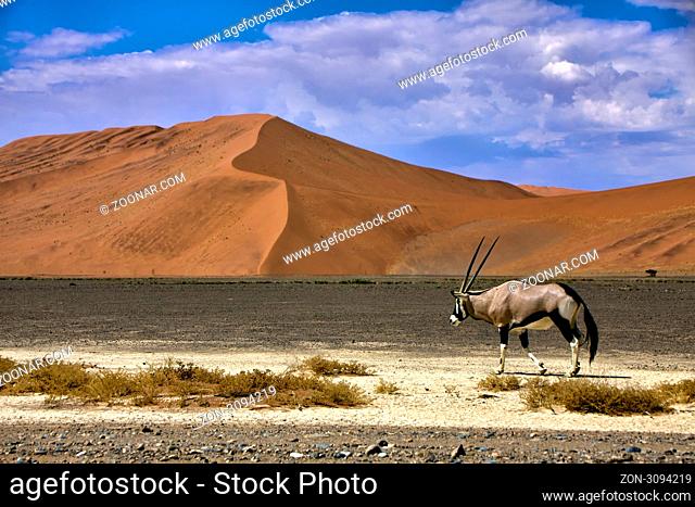 an oryx in front of a large dune in the namib naukluft park near sossusvlei namibia