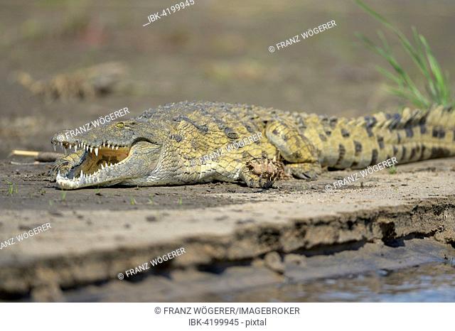 Nile Crocodile (Crocodylus niloticus), lying on the shore, sunbathing, Zambezi River, Lower Zambezi National Park, Zambia