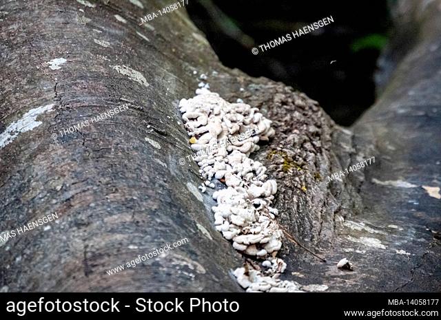 white heartwood rot (phellinus tremulae) on wood in krka national park, croatia