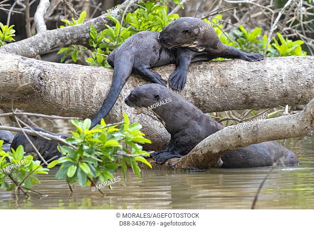 Brazil, Mato Grosso, Pantanal area, Giant Otter (Pteronura brasiliensis), resting on a branch
