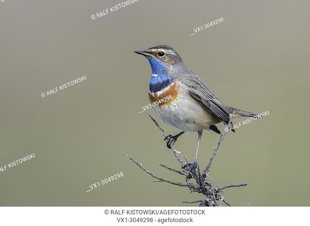 White-spotted Bluethroat ( Luscinia svecica ) perched on top of dry seabuckthorn, controlling its territory, Europe, wildlife, Europe