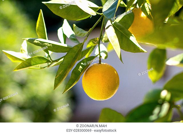 lemon hanging on lemon tree - lemon tree