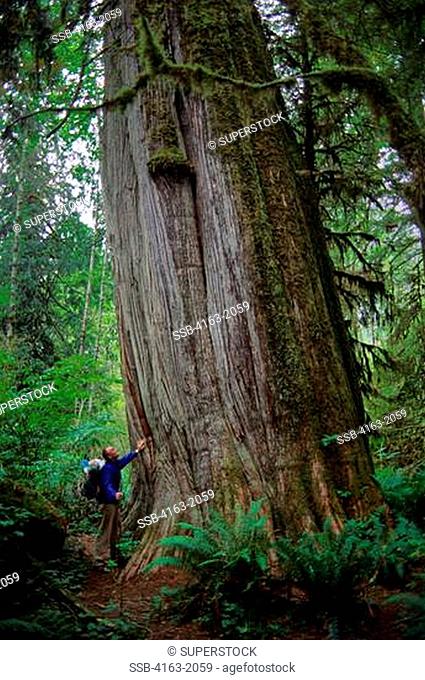 USA, WASHINGTON, SNOHOMISH COUNTY, CASCADE MOUNTAINS, NEAR DARRINGTON, PERSON STANDING IN OLD GROWTH FOREST NEXT TO HUGE TREE