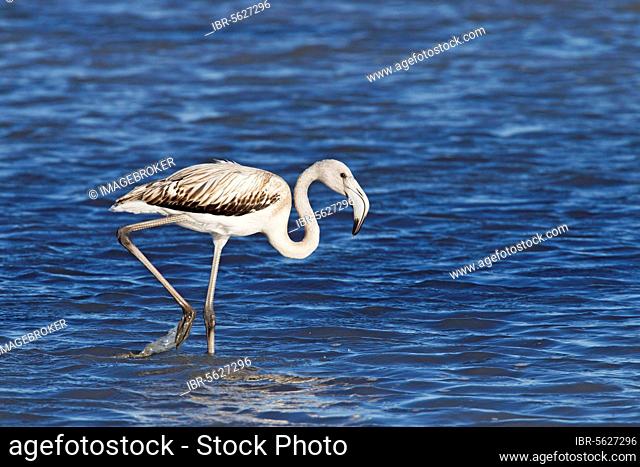 Greater Flamingo (Phoenicopterus roseus) juvenile, walking in water, Camargue, Bouches-du-Rhone, Provence-Alpes-Cote d'Azur, France, Europe
