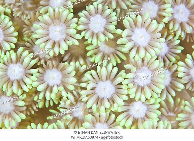 Close up of Marguerite Coral Polyps, Goniopora sp., Cabilao Island, Visayas Islands, Philippines