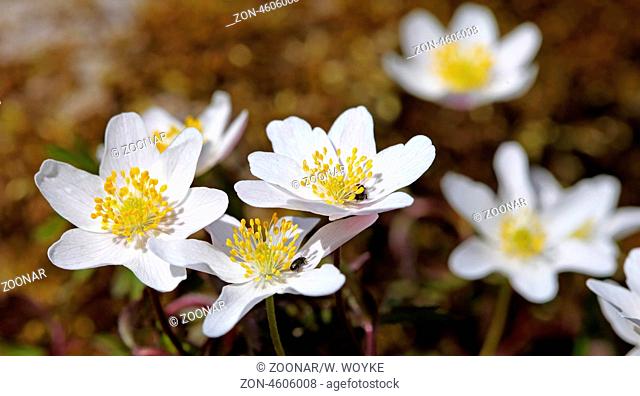 Buschwindröschen, Anemone nemorosa, thimbleweed, windflower, grove windflower, smell fox, wood anemone