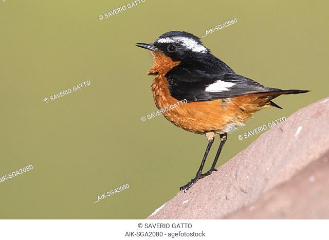 Moussier's Redstart (Phoenicurus moussieri), adult male standing on a rock