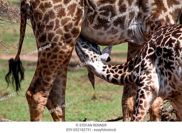 Baby giraffe is being nursed by mother