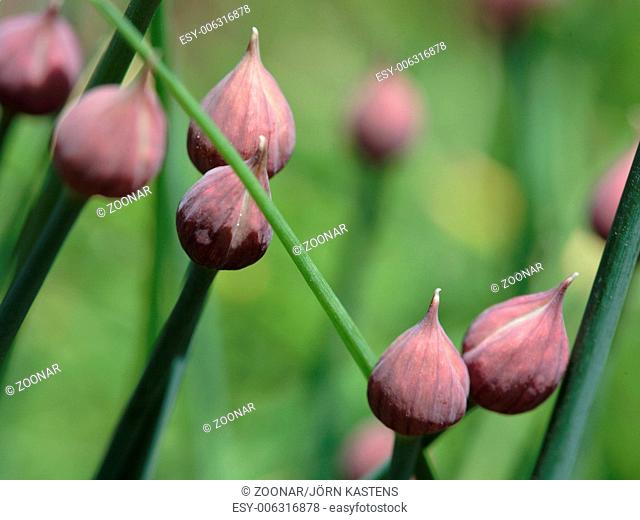 Chive - Allium schoenoprasum
