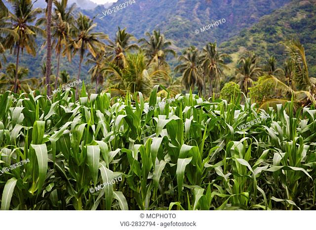 CORN and COCONUT TREES grow in a rich agriculture valley near PEMUTERAN - BALI, INDONESIA - 12/12/2010