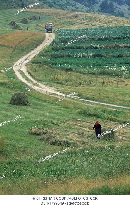 hay harvesting in Rhodope Mountains, Bulgaria, Europe