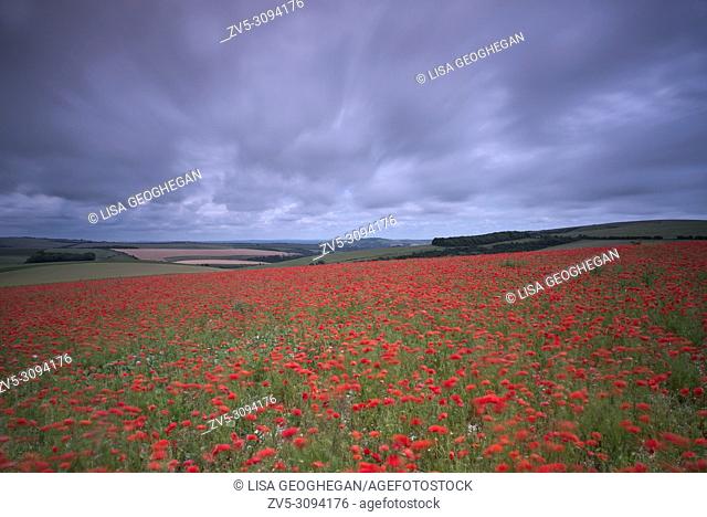 A field of Poppies - Papaver rhoeas on the South Downs National Park, East Sussex, England, Uk, Gb