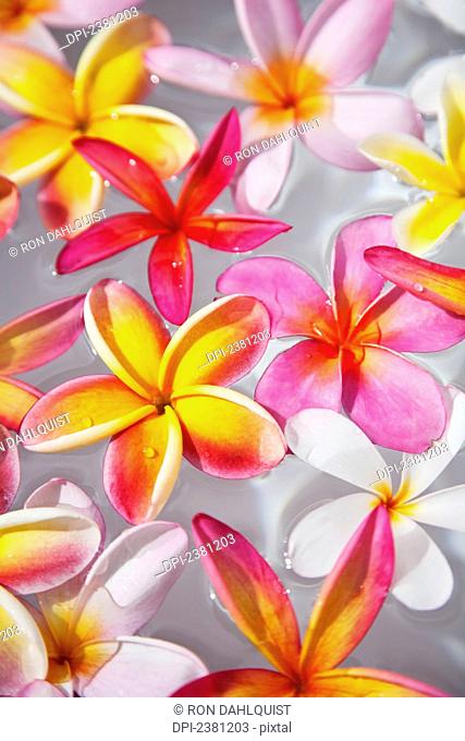 Pink Plumerias (frangipanis) floating in water; Maui, Hawaii, United States of America
