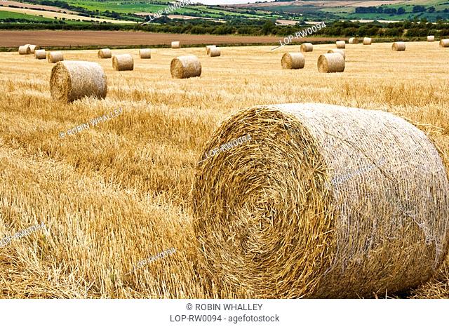 England, North Yorkshire, Whitby, Hay stooks drying in a field