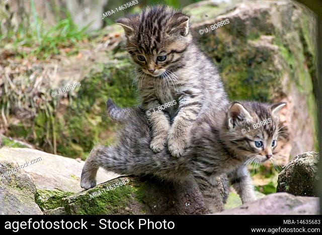 Wild cats, Felis silvestris