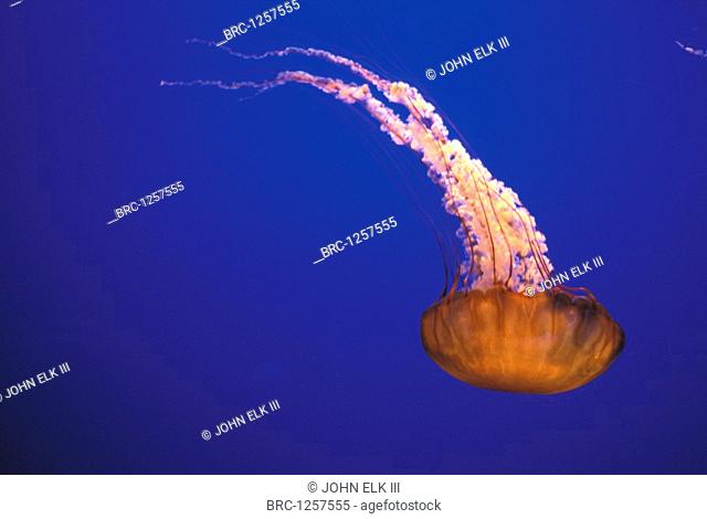 , Jellyfish, Jellies exhibit, Monterey Bay Aquarium, Monterey California